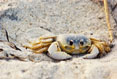 Smiling Crab #177