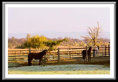 Horses and Hot Air Balloons #207