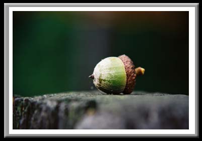 079 Acorn