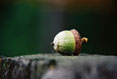 Acorn #079