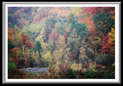 170 Footbridge in Fall, Binghamton University Nature Preserve, Binghamton, New York