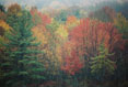 171 Fall, Binghamton University Nature Preserve, Binghamton, New  York 