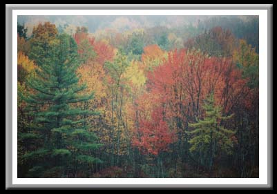 Fall, Binghamton University Nature Preserve, Binghamton,