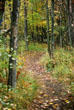 Fall Path, Binghamton University Nature Preserve, Binghamton New York #172