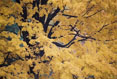Tree in Fall #175