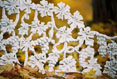 187 Wrought Iron Leaves and Leaves 