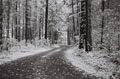  Wooded Path #038