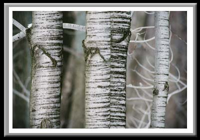 067 Birch Trees 