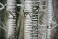 Birch Trees #067