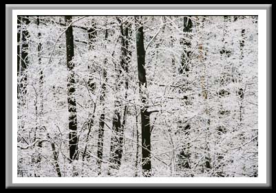 123 Snow on Trees, Finger Lakes National Forest, Hector, New York 