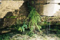 Fern, Rock & Water, Watkins Glen State Park #073