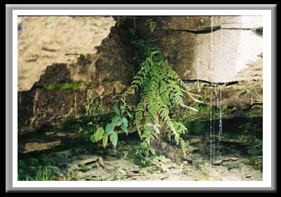 073 Fern, Rock & Water, Watkins Glen State Park, Watkins Glen, New York