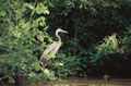 001 Blue Heron 