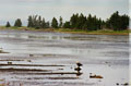 020 American Bald Eagle Nova Scotia 