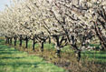 Apple Orchard #044