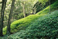Carpet of Green, Treman State Park #060