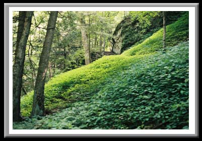 060 Carpet of Green, Treman State Park, Ithaca, New York
