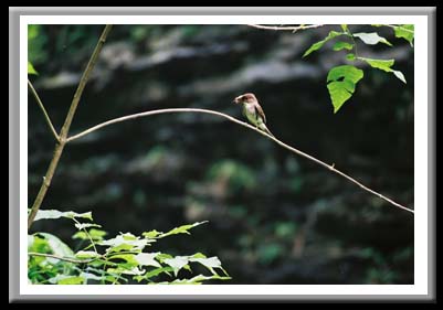 071 Bird with Moth 