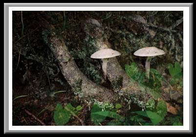 074 Mushrooms