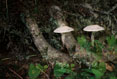 Mushrooms #074