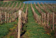 Vineyards, Finger Lakes, New York #086