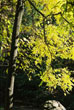 Sun dappled tree #090