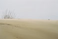 Dunes in Wind, Cape Hatteras National Seashore, North Carolina #112