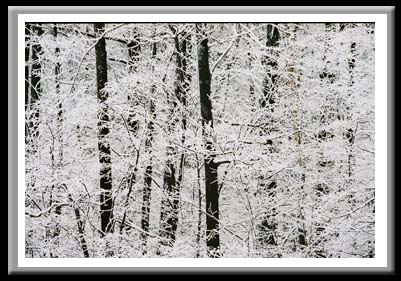 123 Snow on Trees, Finger Lakes National Forest, Hector, New York