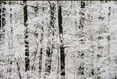 Snow on Trees, Finger Lakes National Forest, Hector New York #123