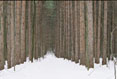 Pines in Snow, Finger Lakes National Forest, Hector New York #124