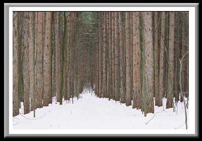 124 Pines and Snow, Finger Lakes National Forest, Hector, New York