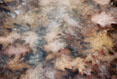 Frozen Leaves #134