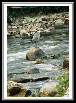 141 Heron on Rock 