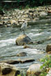 Heron on Rock #141