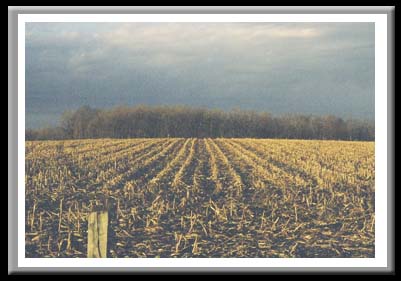 155 Corn Field 