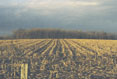 Corn Field #155