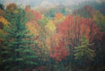 Fall, Binghamton University Nature Preserve, Binghamton New  York #171