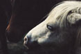 Horses #174