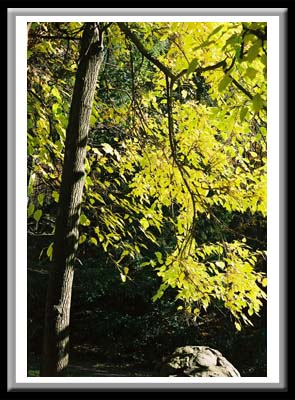 090 Sun dappled Trees 